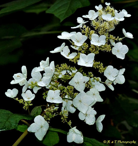 {Hydrangea quercifolia}